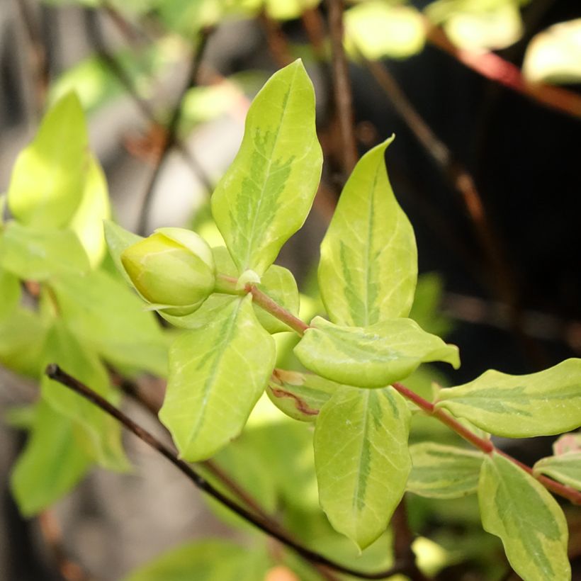 Hypericum moserianum Little Misstery - Iperico (Fogliame)