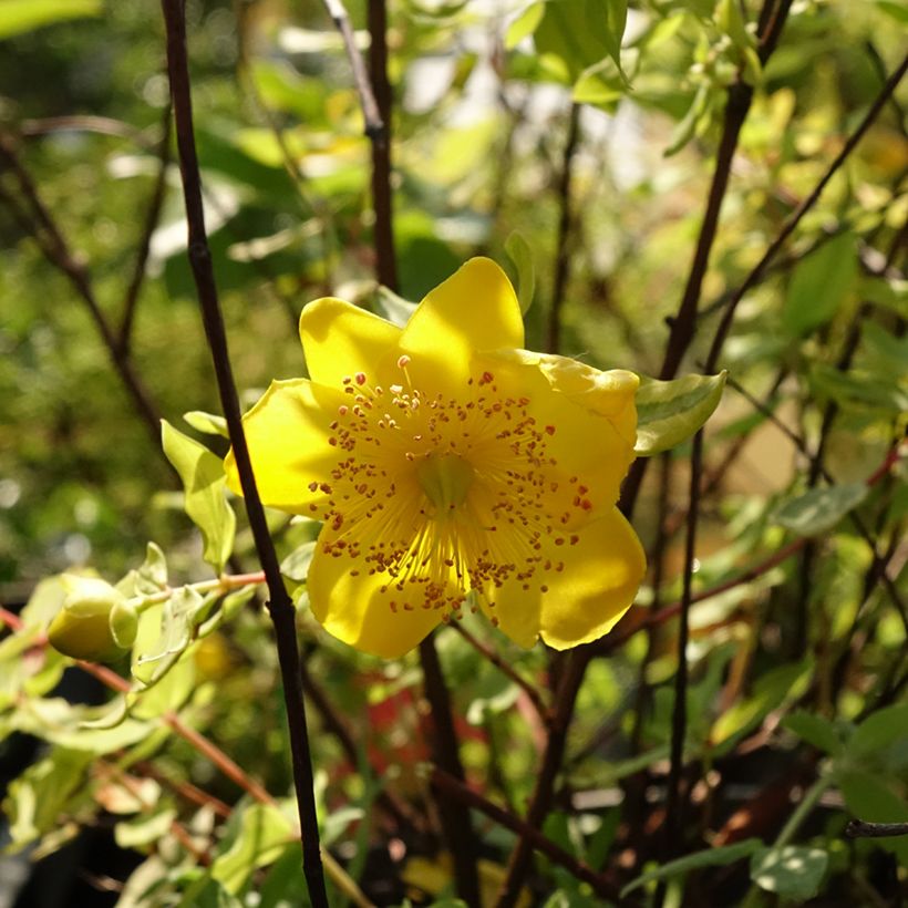 Hypericum moserianum Little Misstery - Iperico (Fioritura)