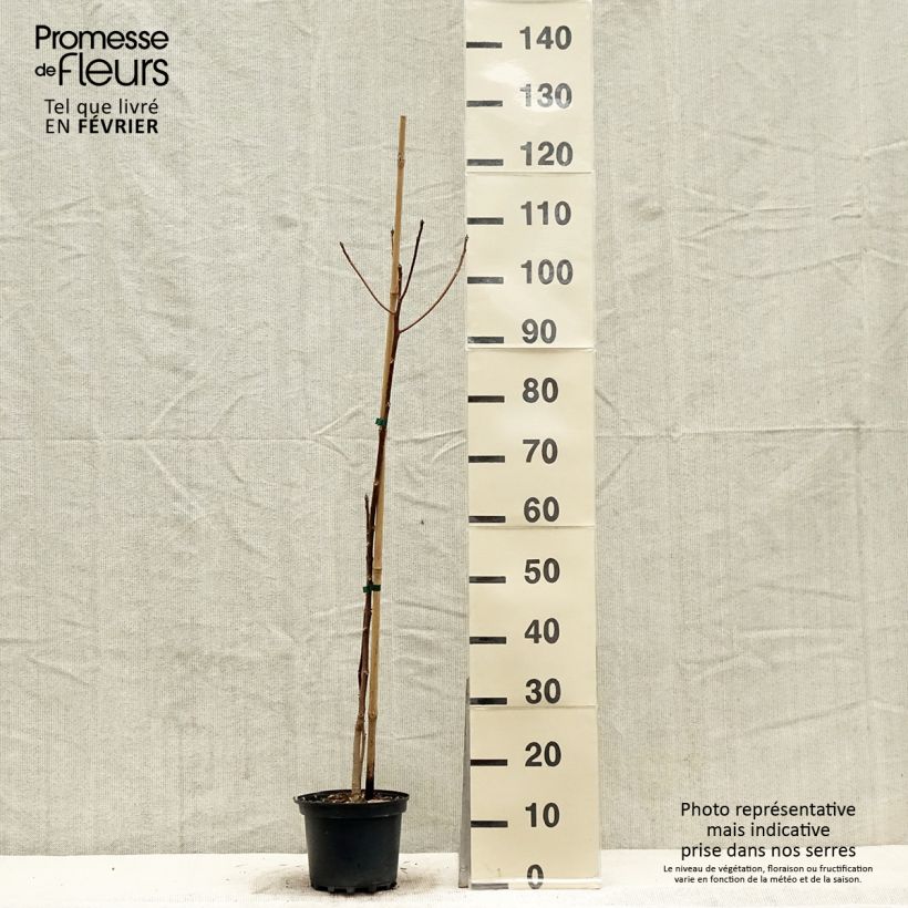 Idesia polycarpa - Pot de 2L/3L esemplare consegnato in inverno