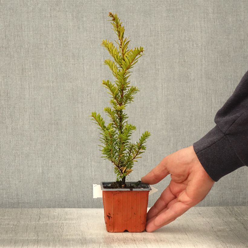 If commun - Taxus baccata Kupfergold - Godet de 8/9 cm esemplare consegnato in primavera