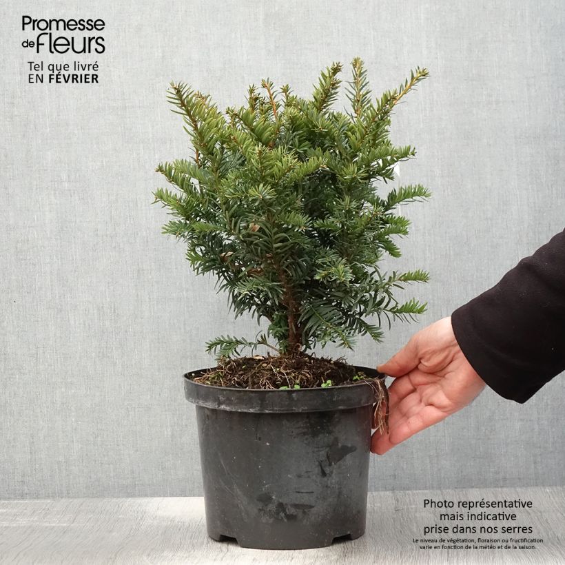 If commun - Taxus baccata Kupfergold Pot de 4L/5L esemplare consegnato in inverno