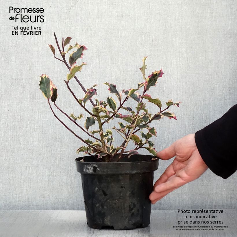 Ilex aquifolium Madame Briot - Houx panaché Pot de 3L/4L esemplare consegnato in inverno