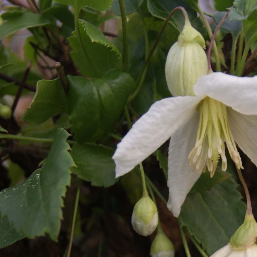 Clematis cirrhosa Jingle Bells (Fogliame)