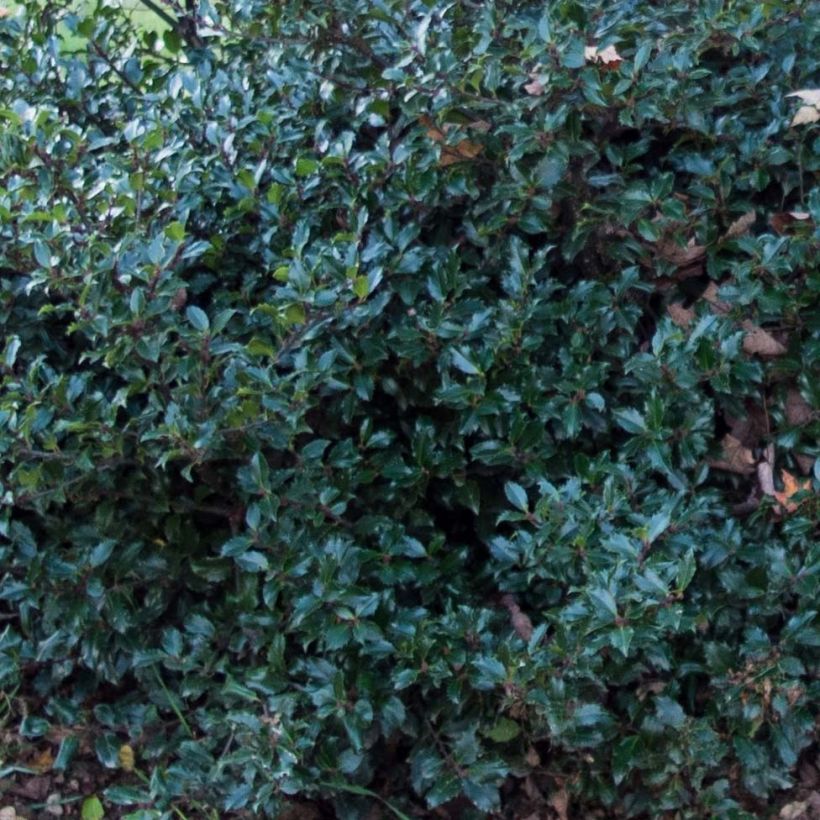 Ilex meserveae Blue Prince - Agrifoglio (Fogliame)