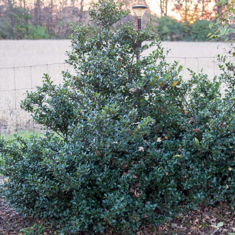 Ilex meserveae Blue Prince - Agrifoglio (Porto)