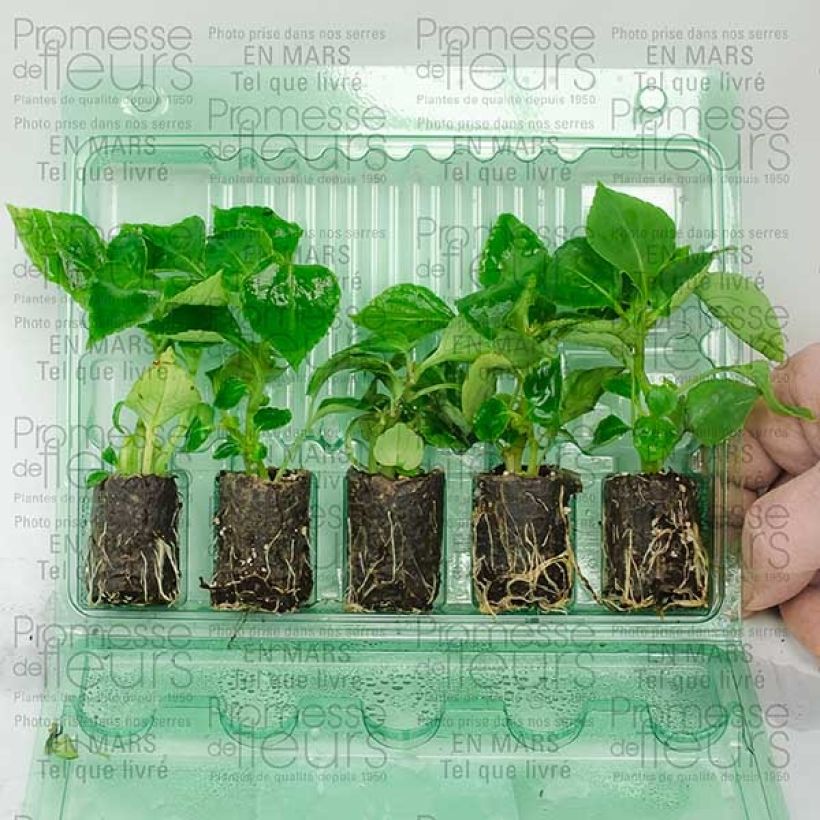 Esempio di esemplare Impatiens walleriana double saumon Mini-motte 4 cm come consegnato