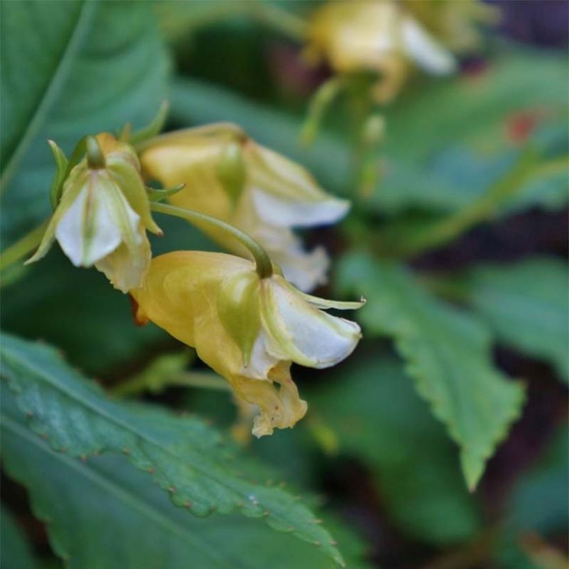 Impatiens omeiana Ice Storm (Fioritura)