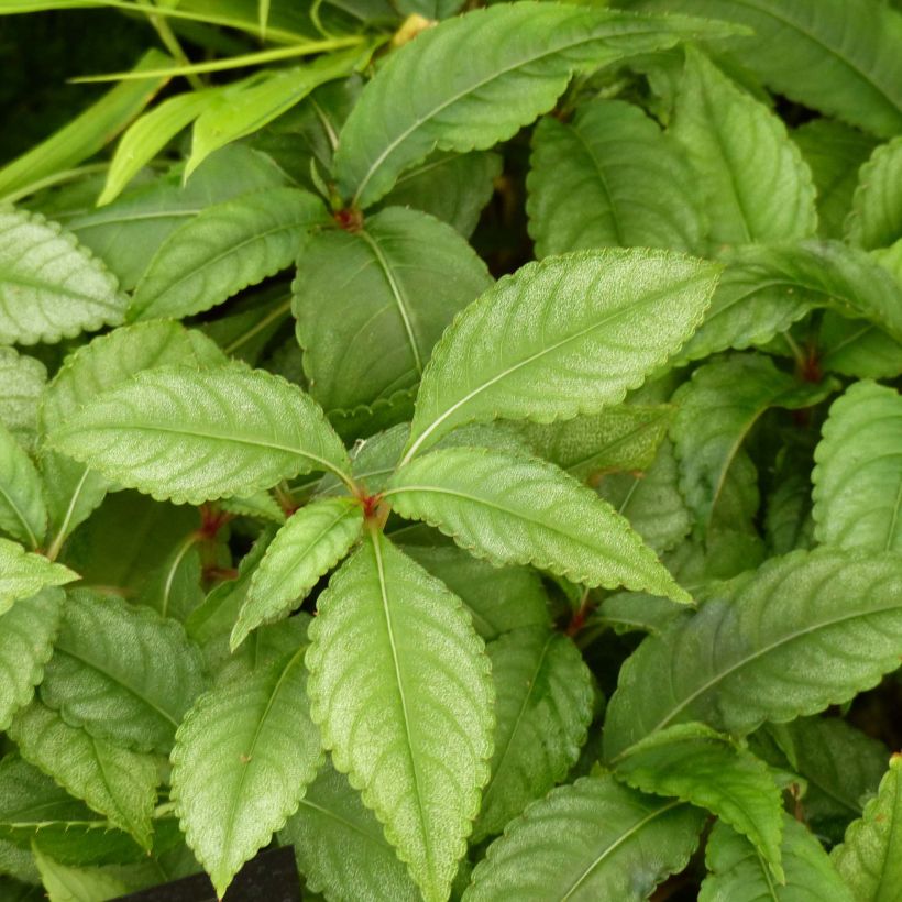 Impatiens omeiana Ice Storm (Fogliame)