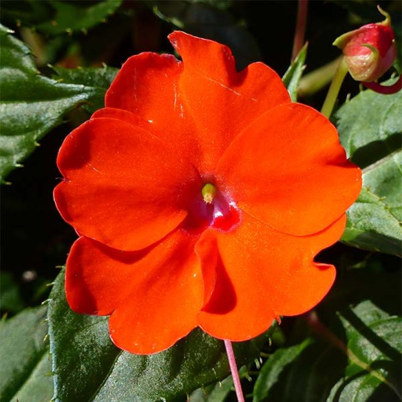 Impatiens Sunpatiens Compact Electric Orange - Fiore di vetro (Fioritura)