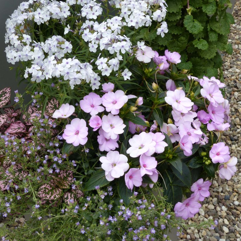 Impatiens Sunpatiens Compact Orchid Blush - Fiore di vetro (Porto)