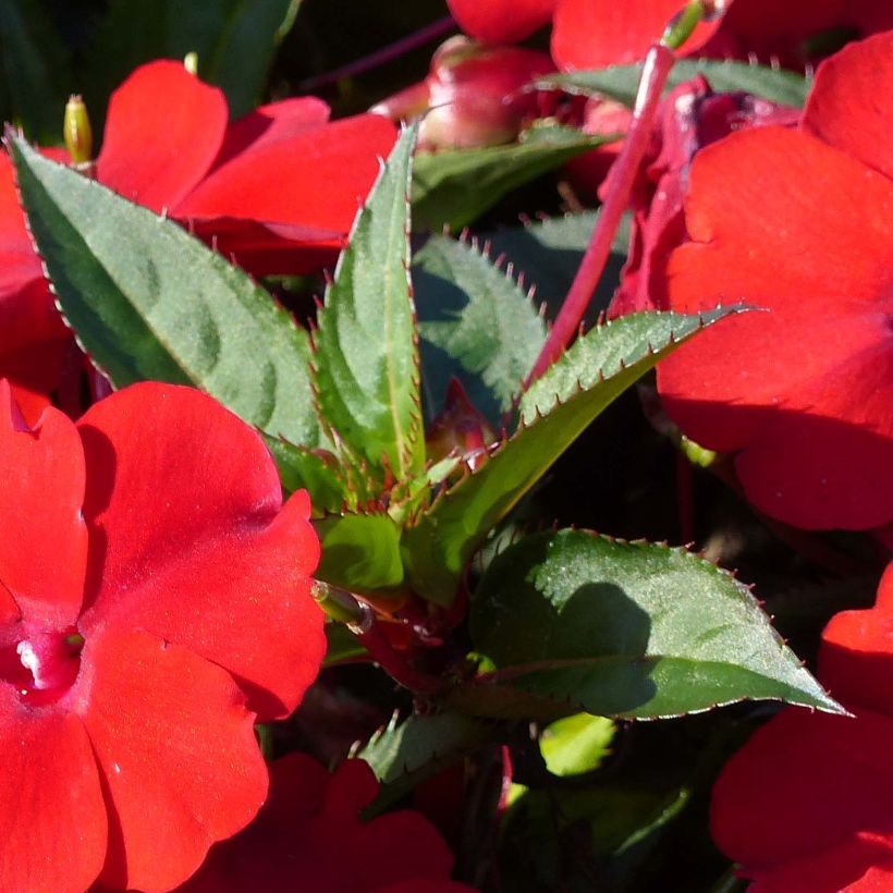 Impatiens Sunpatiens Compact Red - Fiore di vetro (Fogliame)