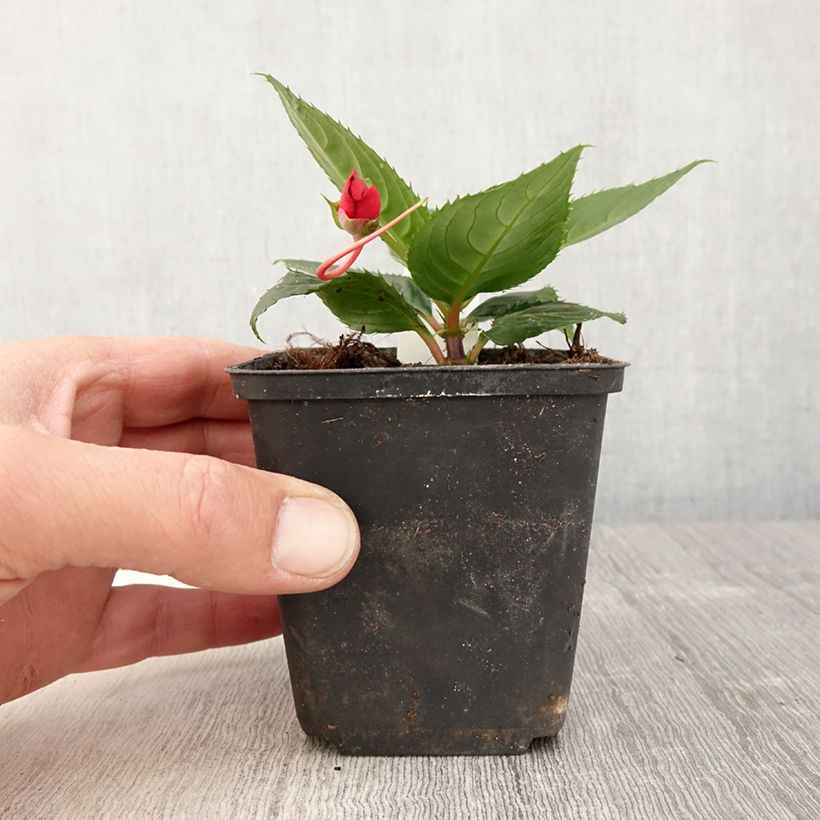 Impatiens SunPatiens Compact Red - pot de 10/11cm esemplare consegnato in primavera