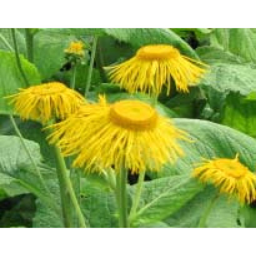 Inula magnifica - Enula (Fioritura)