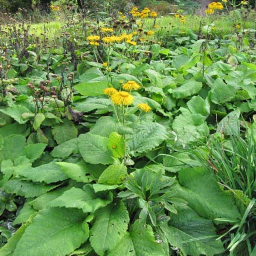 Inula magnifica - Enula (Porto)