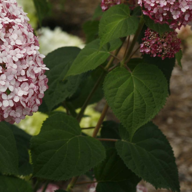 Hydrangea arborescens Sweet Annabelle - Ortensia (Fogliame)