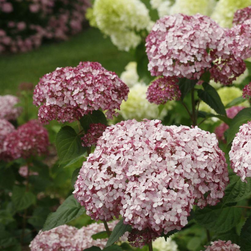 Hydrangea arborescens Sweet Annabelle - Ortensia (Fioritura)