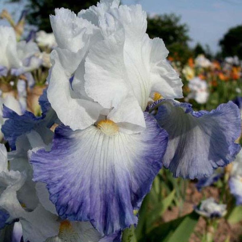 Iris germanica Alizes - Giaggiolo paonazzo (Fioritura)