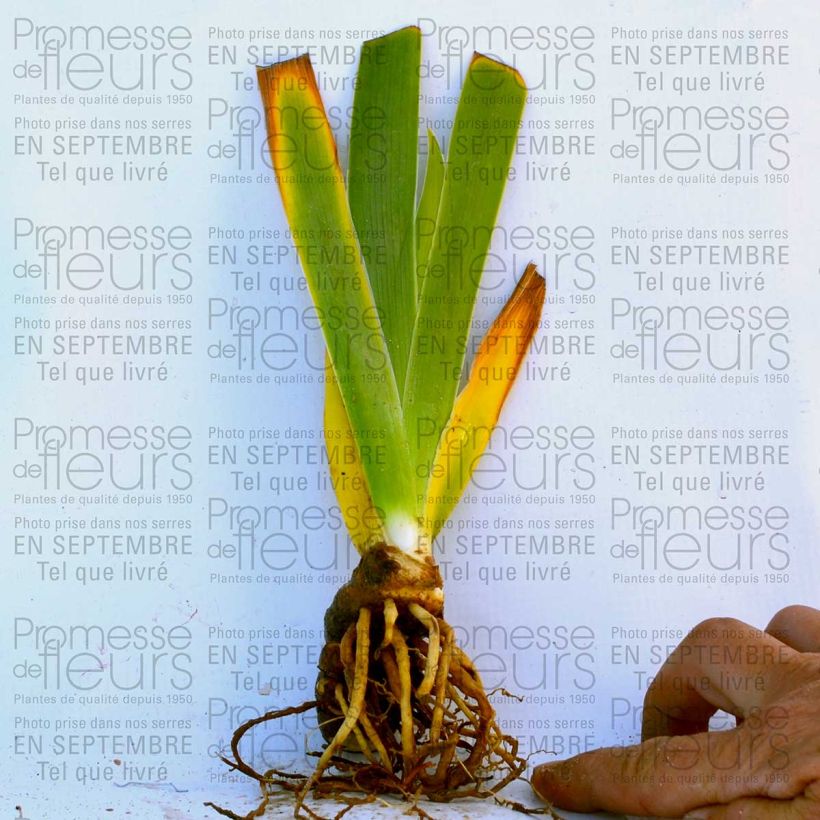 Esempio di esemplare Iris germanica Big Dipper godet 8/9cm come consegnato