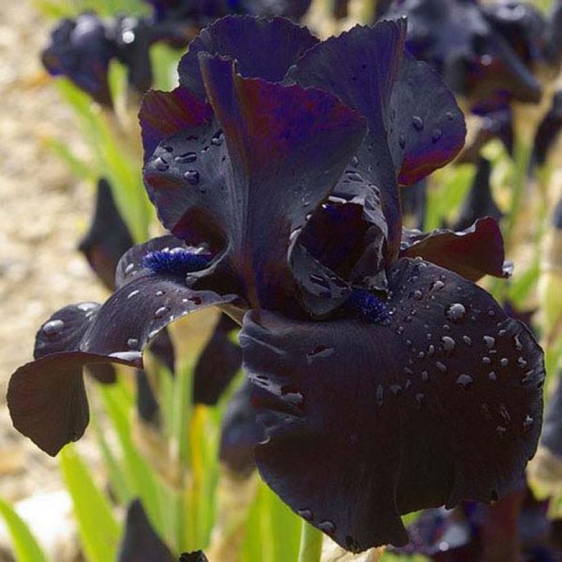 Iris germanica Black Suited - Giaggiolo paonazzo (Fioritura)