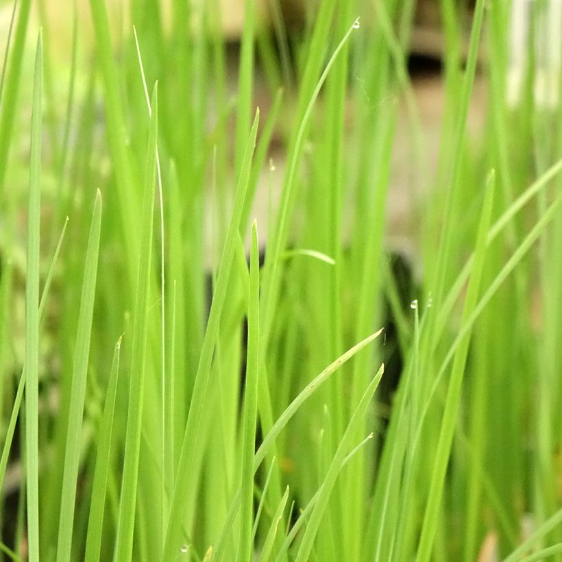 Iris bulleyana - Giaggiolo (Fogliame)