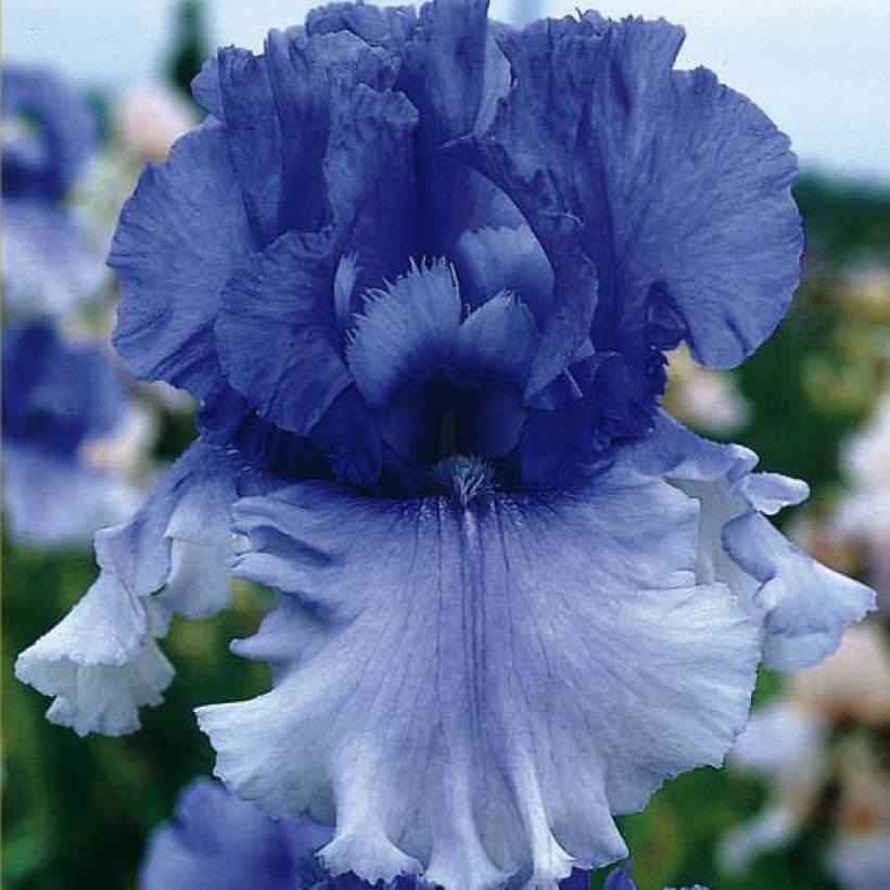 Iris germanica Cascade Springs - Giaggiolo paonazzo (Fioritura)