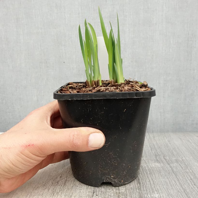 Iris de Sibérie - Iris sibirica Double Standard - Pot de 1,5L/2L esemplare consegnato in primavera