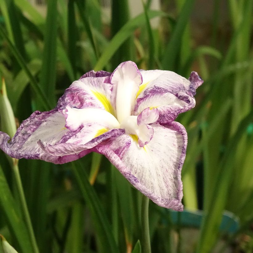 Iris ensata Dinner Plate Tiramisu - Iris giapponese (Fioritura)