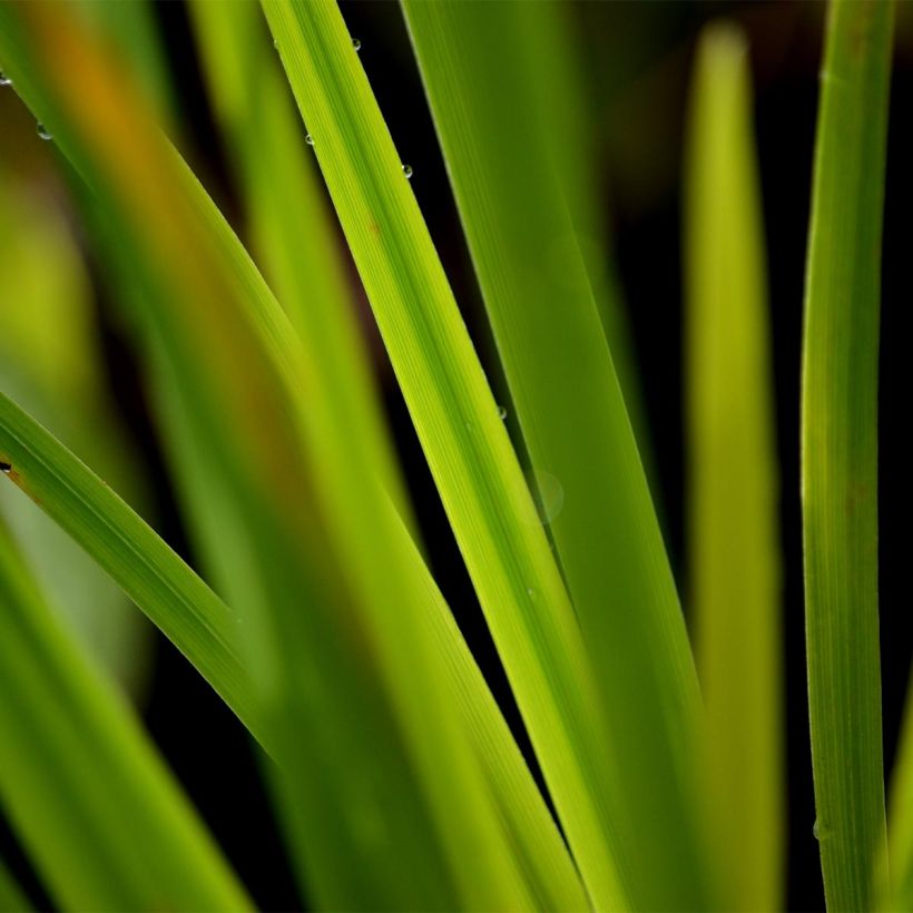 Iris ensata Gold Bound - Iris giapponese (Fogliame)