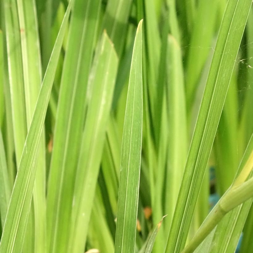 Iris ensata White Ladies - Iris giapponese (Fogliame)