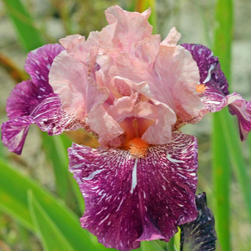 Iris germanica Anaconda Love - Giaggiolo paonazzo (Fioritura)