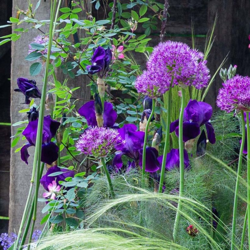 Iris germanica Black Knight - Giaggiolo paonazzo (Fioritura)