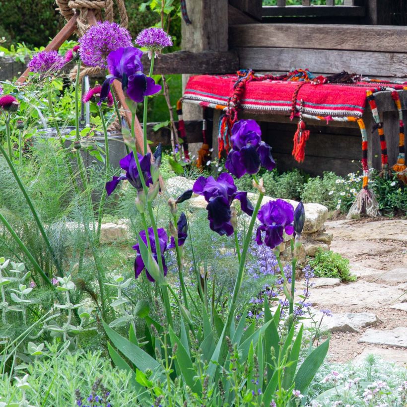 Iris germanica Black Knight - Giaggiolo paonazzo (Porto)