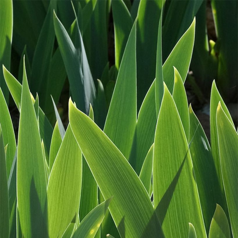 Iris germanica Bleu de Gien - Giaggiolo paonazzo (Fogliame)