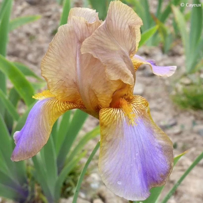 Iris germanica Evolution - Giaggiolo paonazzo (Fioritura)