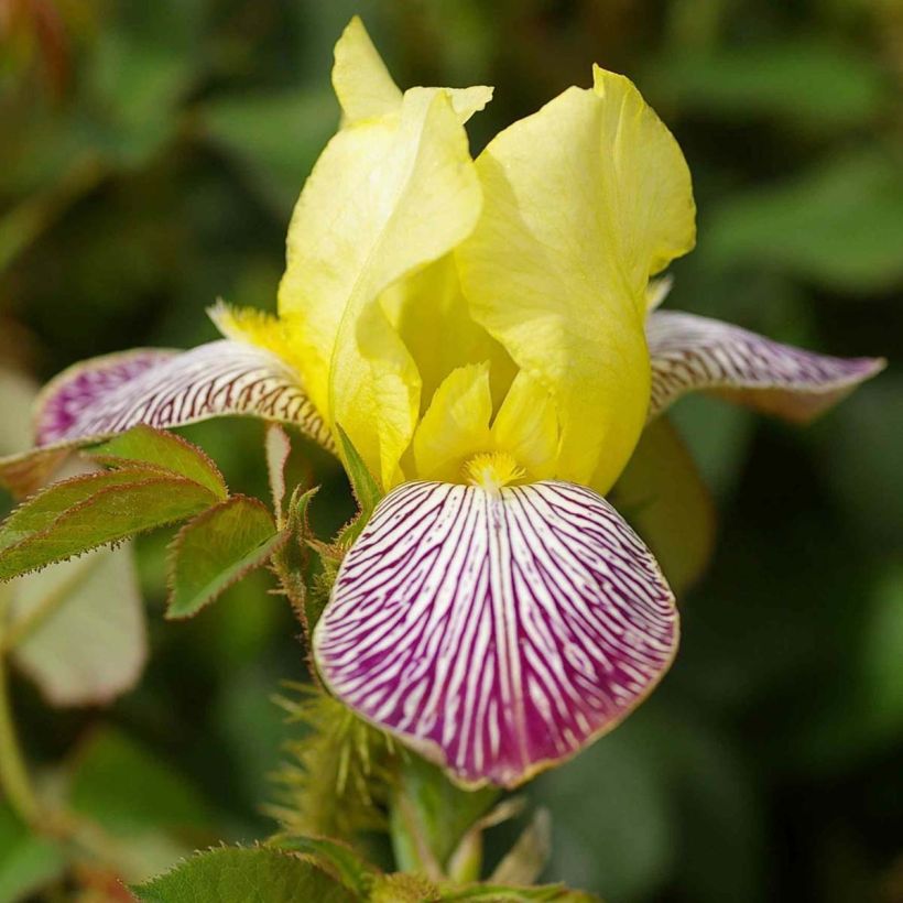 Iris germanica Gracchus - Giaggiolo paonazzo (Fioritura)