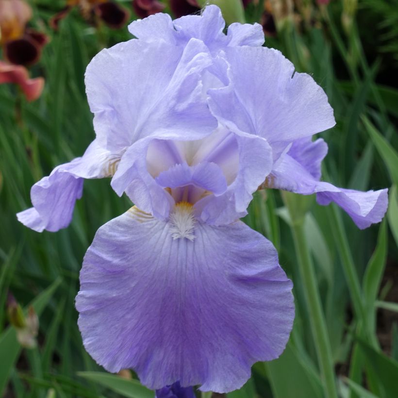 Iris germanica Harbor Blue - Giaggiolo paonazzo (Fioritura)