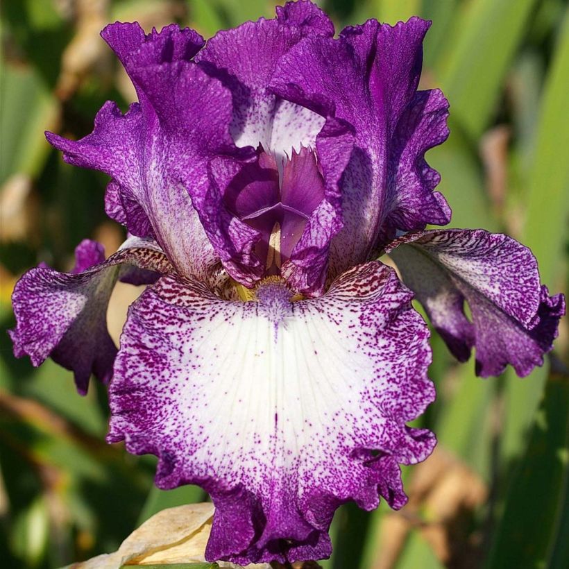 Iris germanica Mariposa Autumn - Giaggiolo paonazzo (Fioritura)