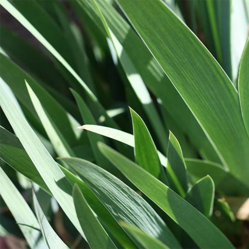 Iris germanica Provençal - Giaggiolo paonazzo (Fogliame)