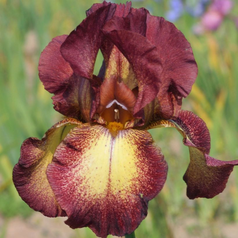 Iris germanica Provençal - Giaggiolo paonazzo (Fioritura)