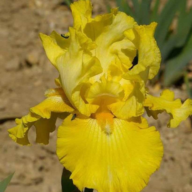 Iris germanica Golden Immortal - Giaggiolo paonazzo (Fioritura)