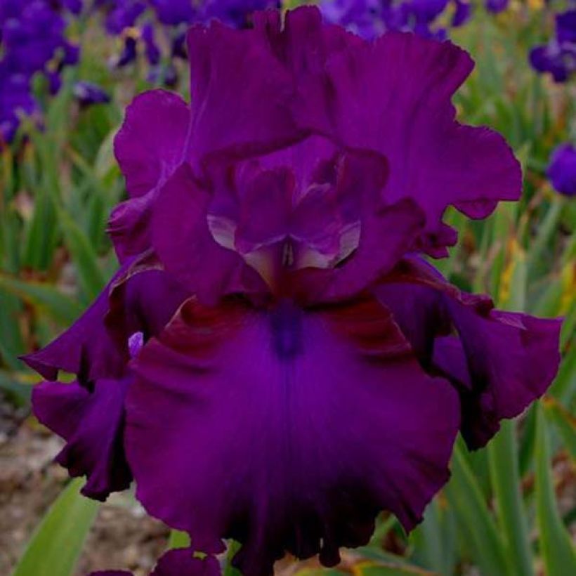 Iris germanica Gipsy Romance - Giaggiolo paonazzo (Fioritura)