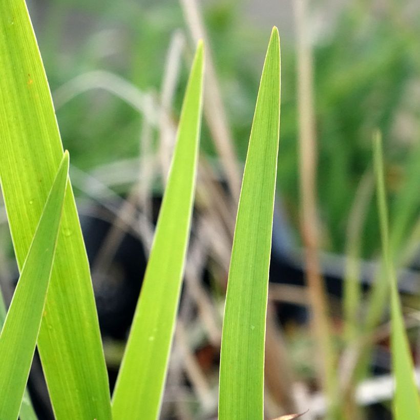 Iris laevigata - Iris giapponese (Fogliame)