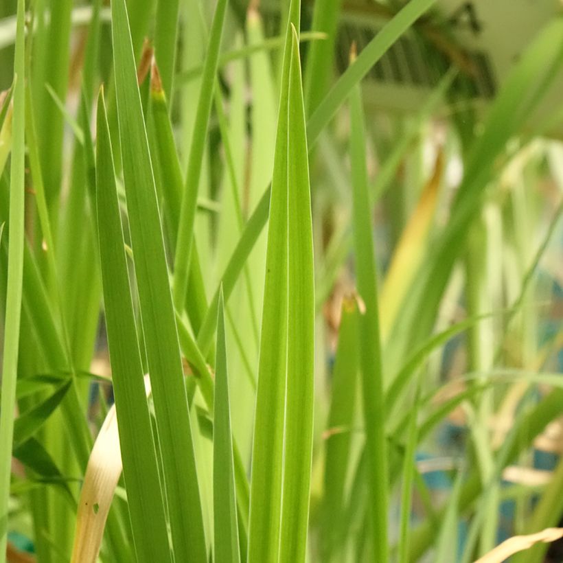 Iris laevigata Mottled Beauty - Iris giapponese (Fogliame)