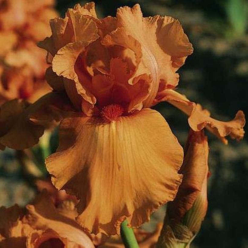 Iris germanica Orange Embers - Giaggiolo paonazzo (Fioritura)