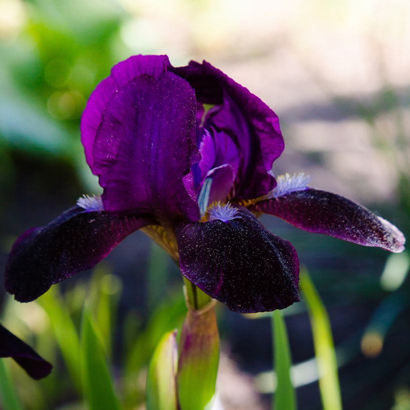 Iris pumila Jewel Baby - Giaggiolo (Fioritura)