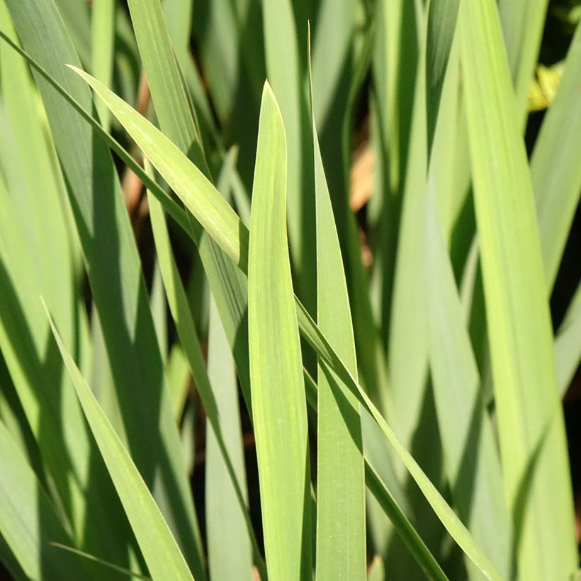 Iris sibirica Bundle of Joy - Giaggiolo siberiano (Fogliame)