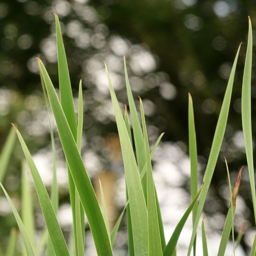 Iris sibirica Imperial Opal - Giaggiolo siberiano (Fogliame)