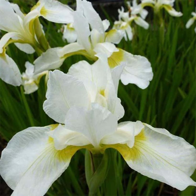 Iris sibirica Snow Queen - Giaggiolo siberiano (Fioritura)