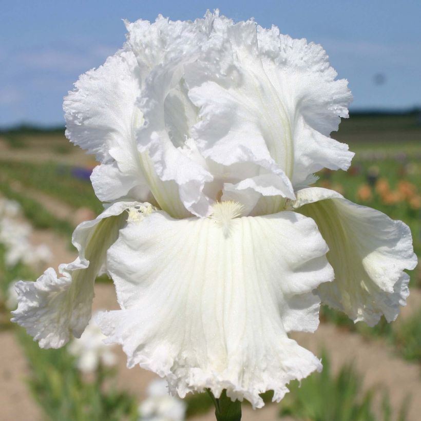 Iris germanica Laced Cotton - Giaggiolo paonazzo (Fioritura)