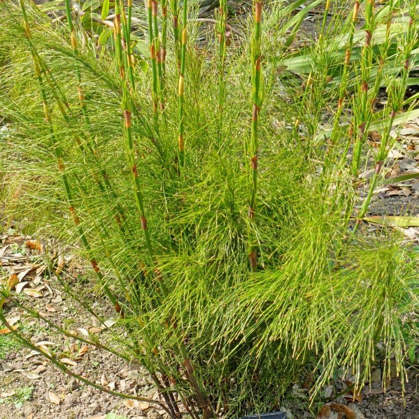 Ischyrolepis subverticillata (Fogliame)